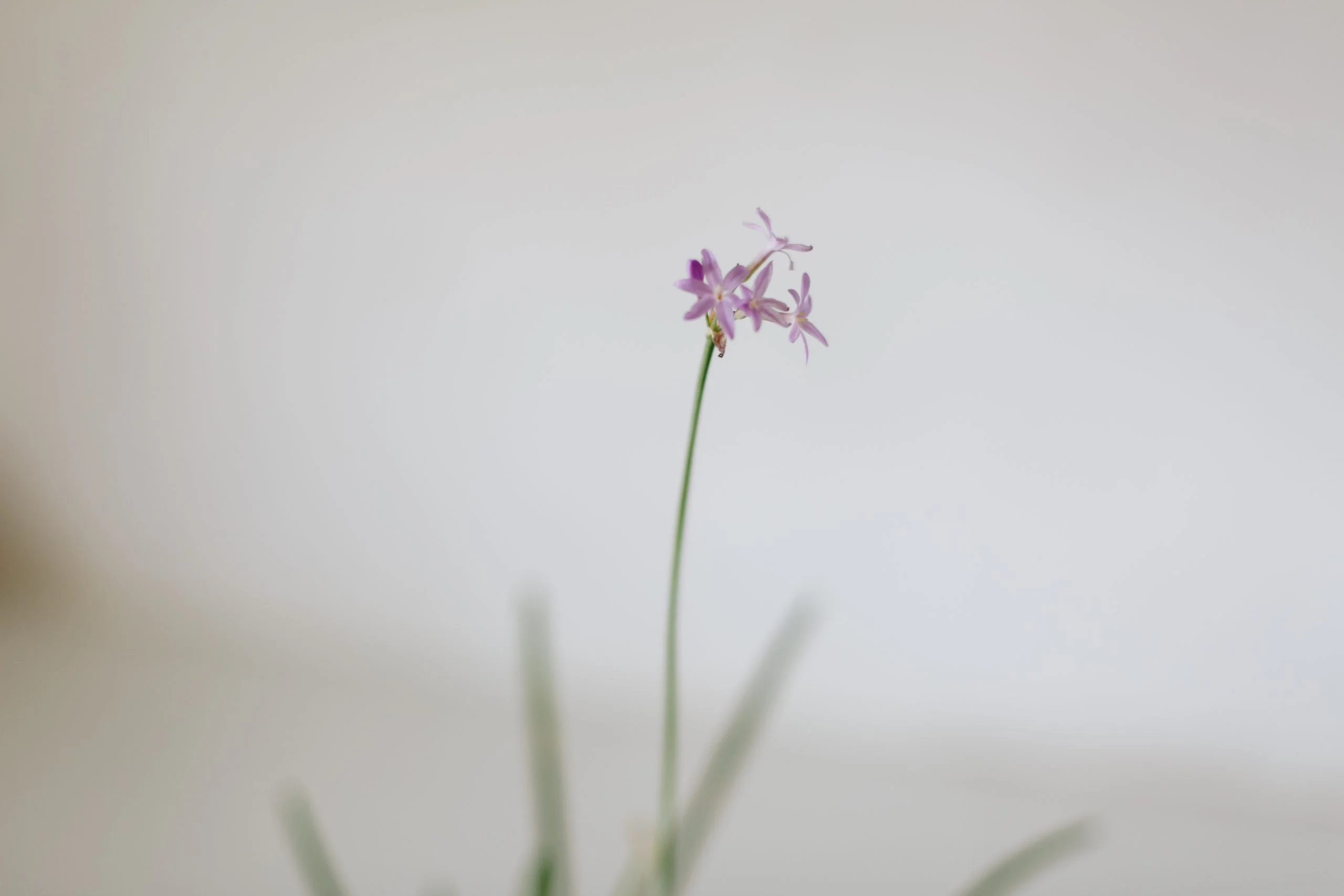 <em>Tulbaghia violacea</em> - Plant - Image 2