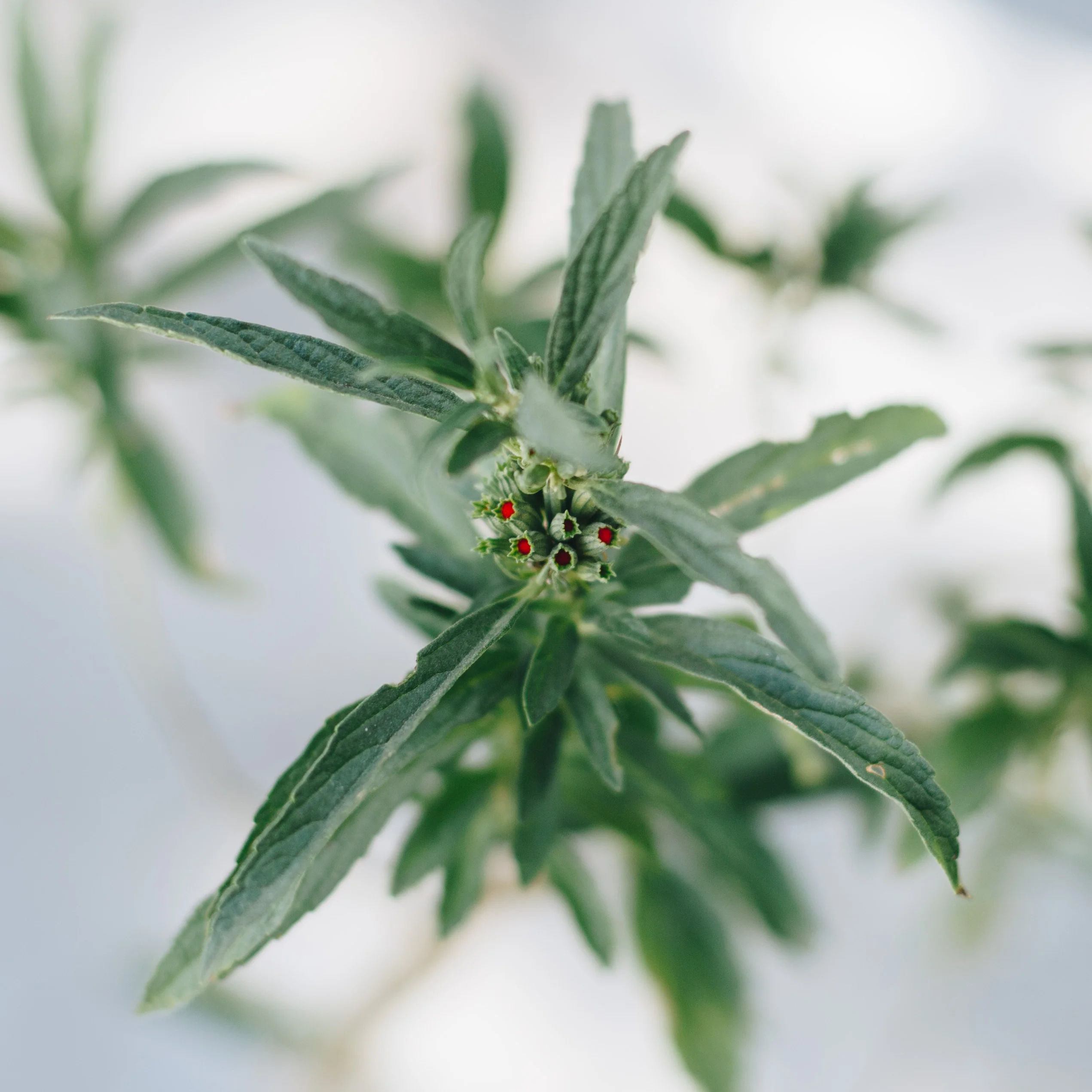 <em>Leonotis leonurus</em> - Plant - Image 4