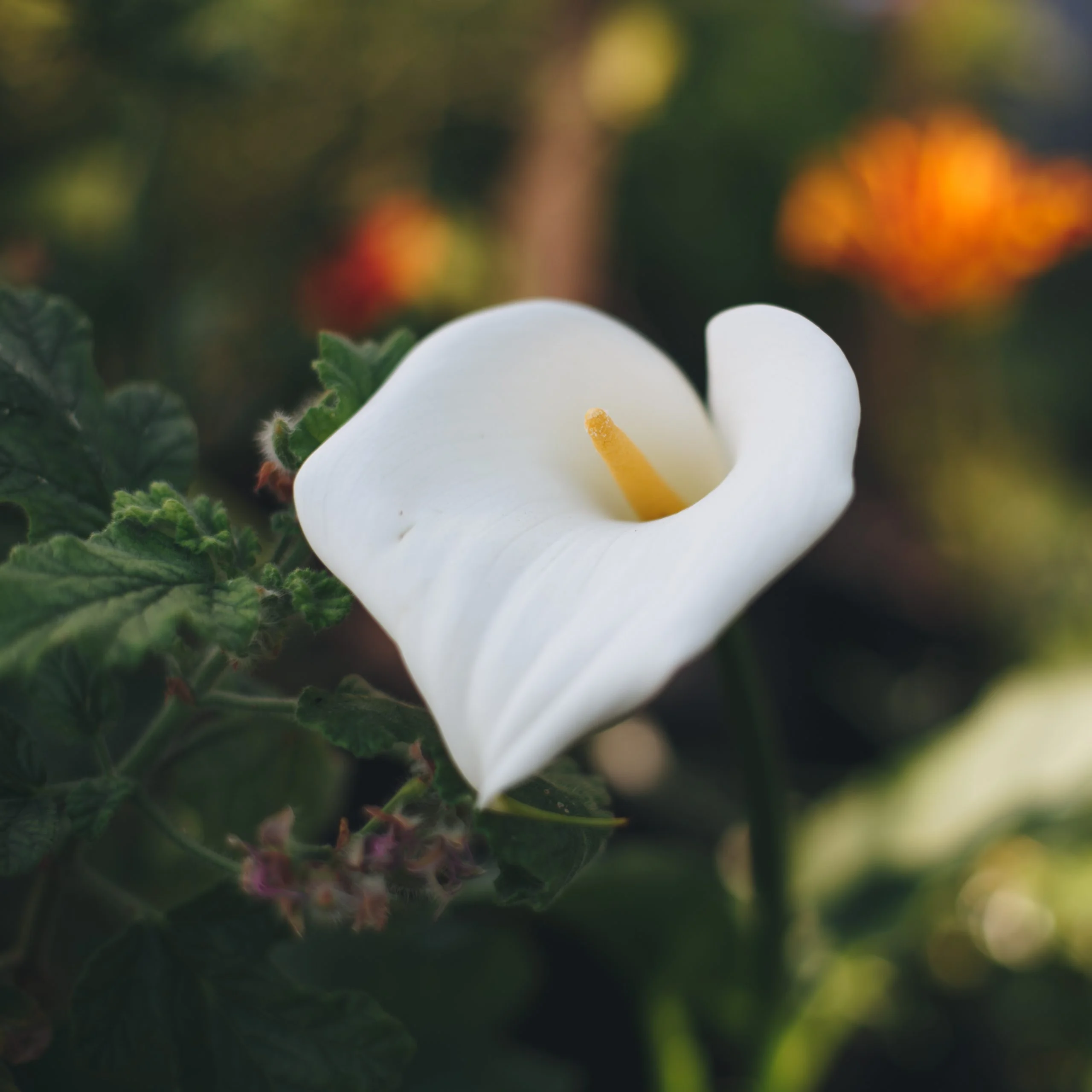 <em>Zantedeschia aethiopica</em> - Plant - Image 2
