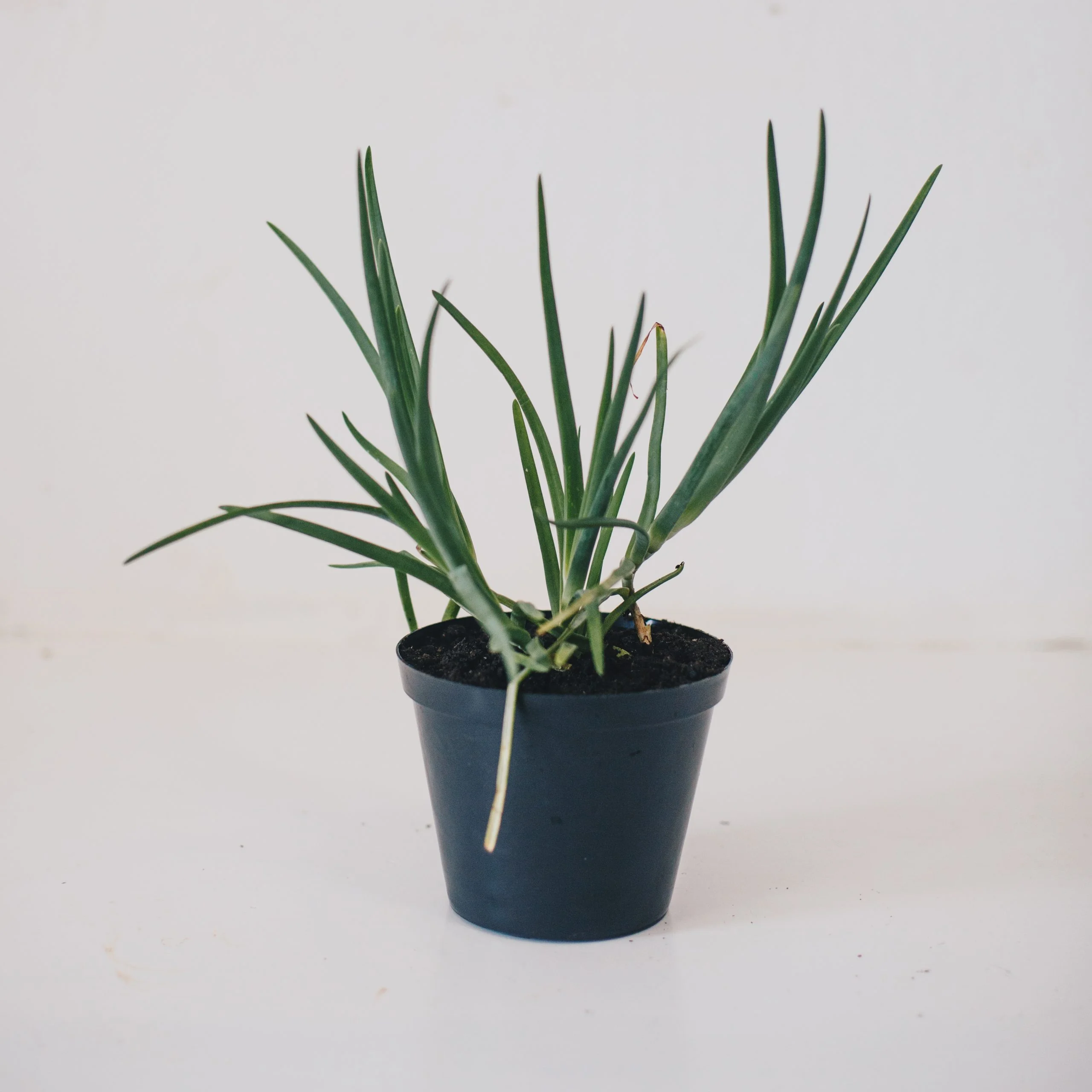 <em>Bulbine frutescens</em> - Plant - Image 2