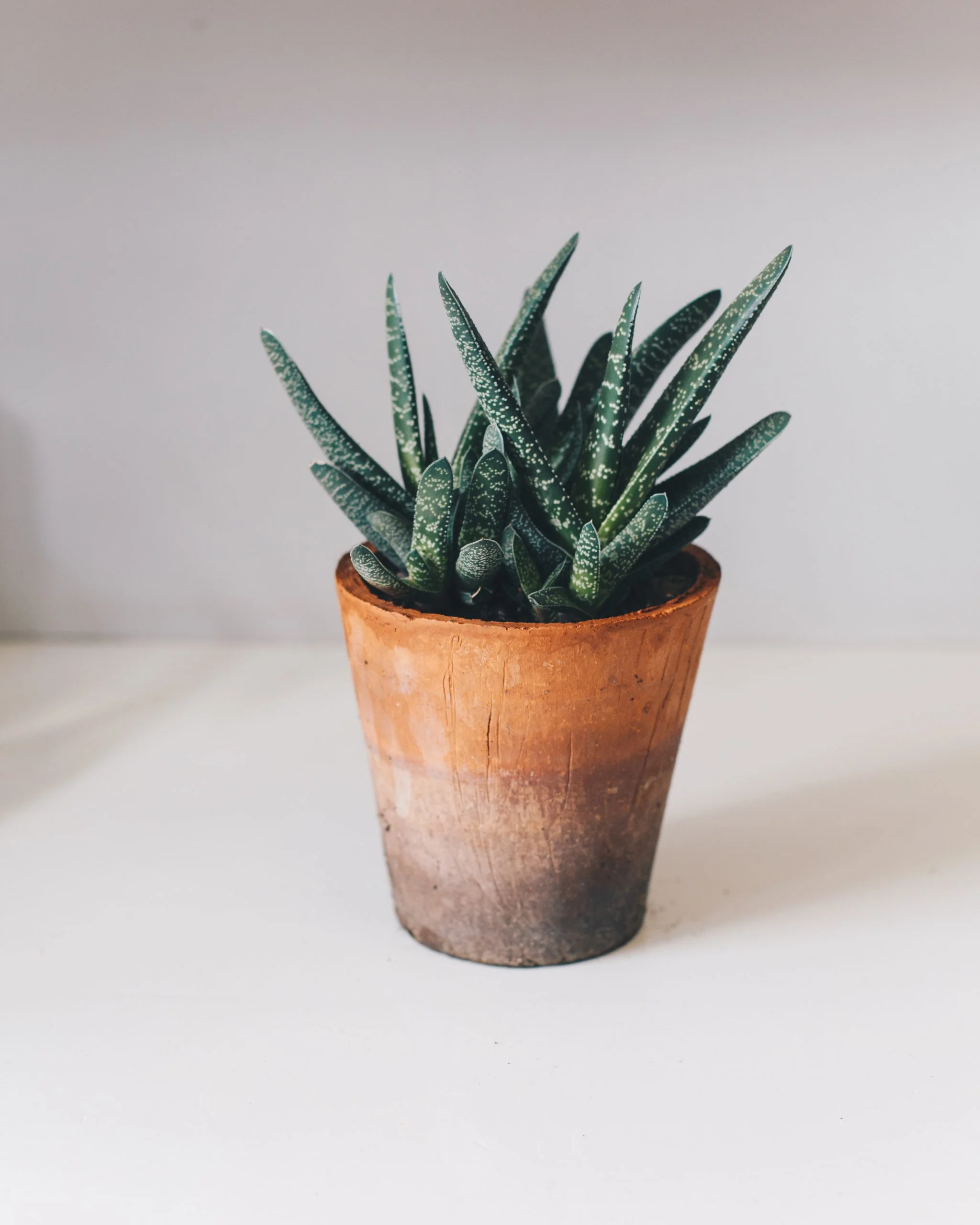 <em>Gasteria bicolor</em> - Plant - Image 8