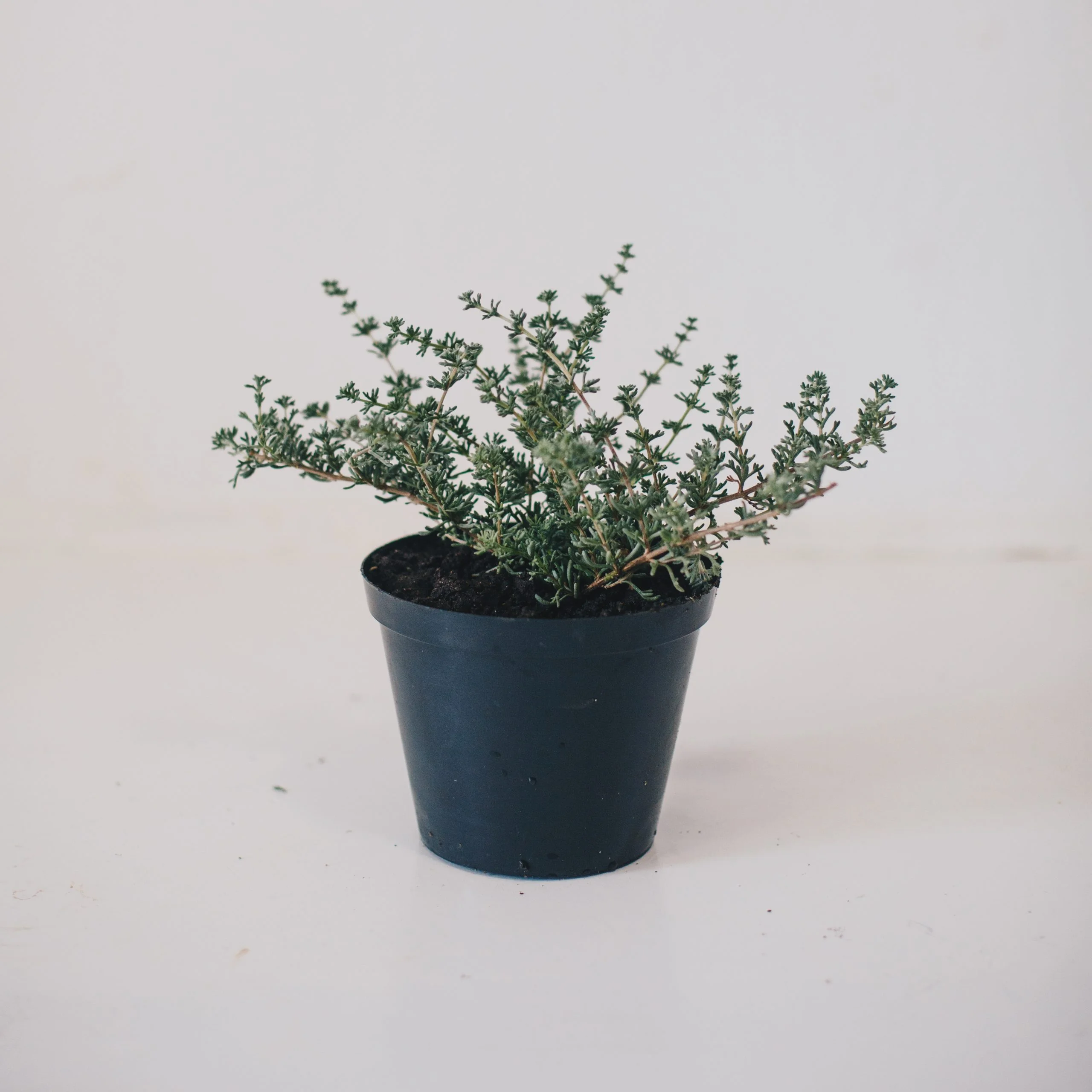<em>Eriocephalus africanus</em> - Plant - Image 3
