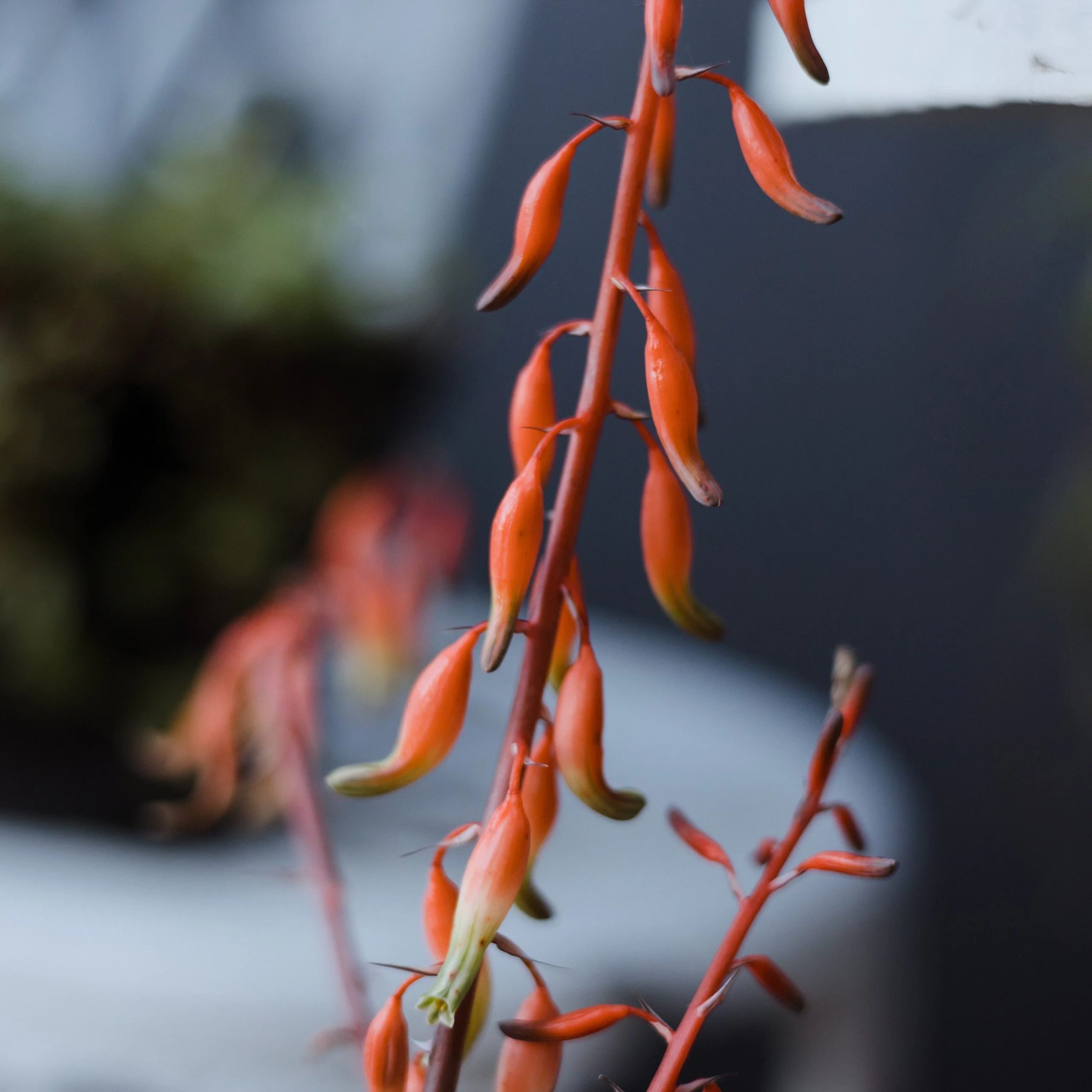 <em>Gasteria bicolor</em> - Plant - Image 3