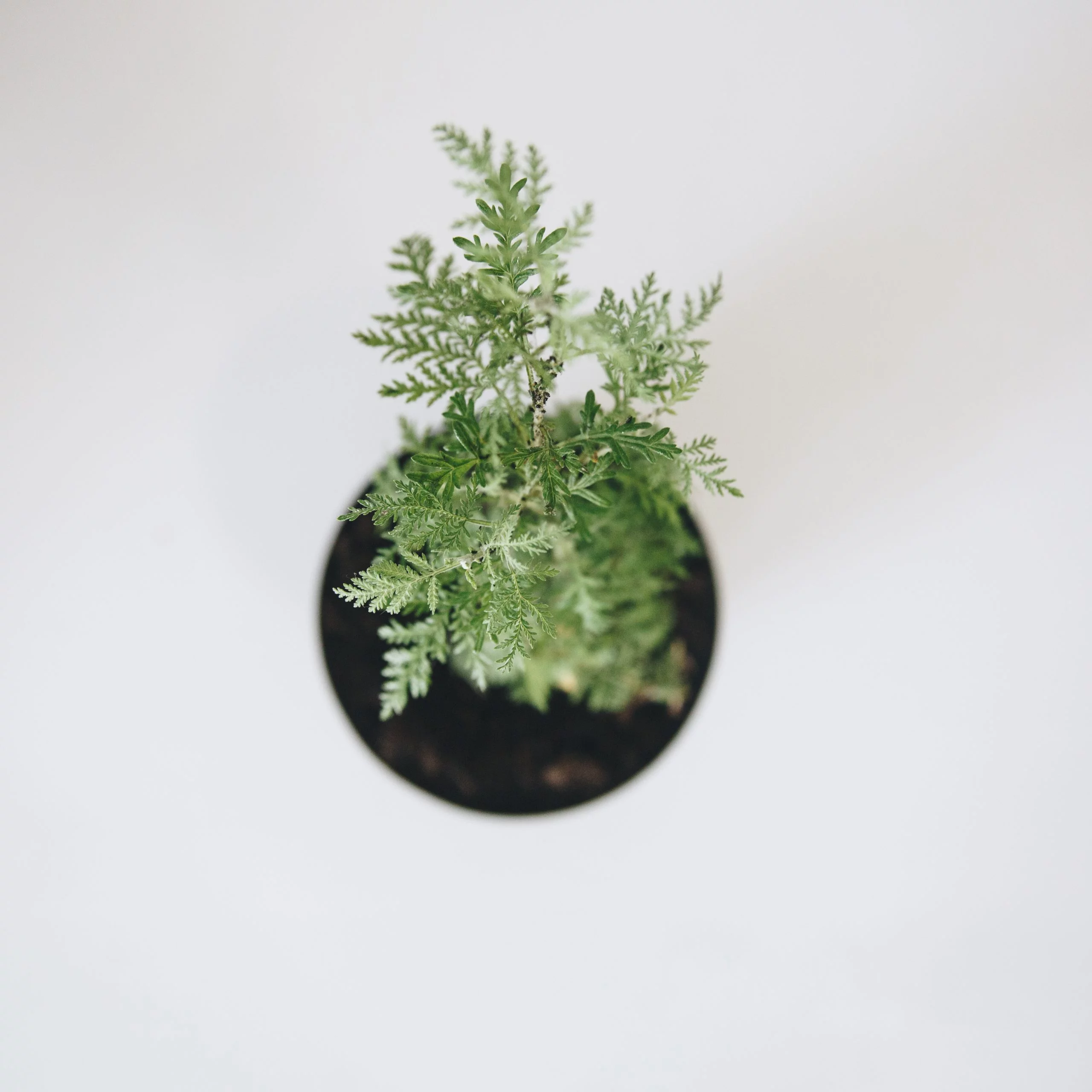 <em>Artemisia afra</em> - Plant - Image 4