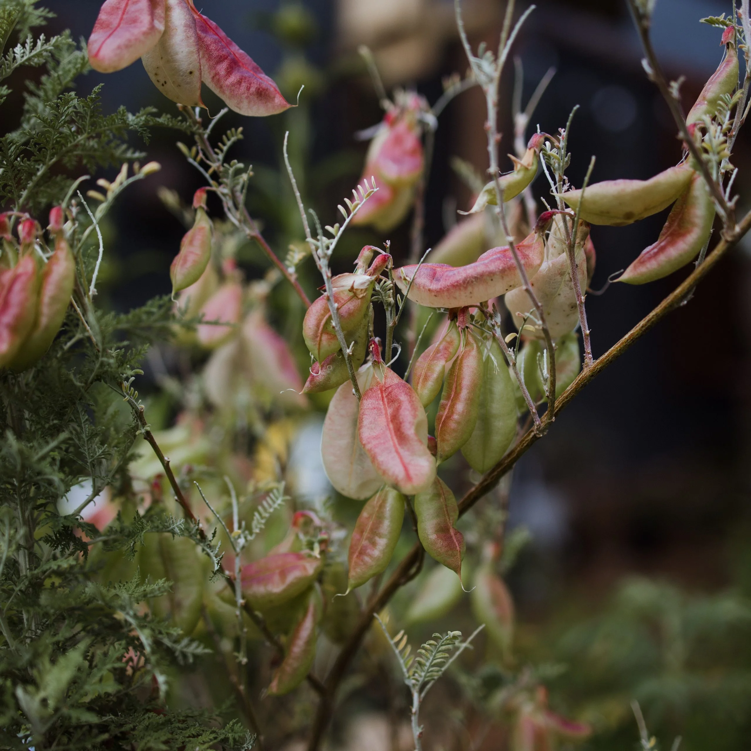 <em>Lessertia frutescens</em> - Plant - Image 3