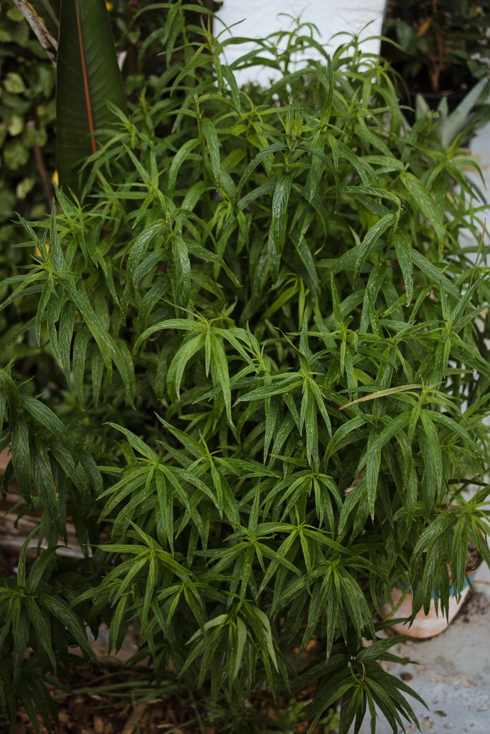 <em>Mentha longifolia</em> - Plant - Image 4