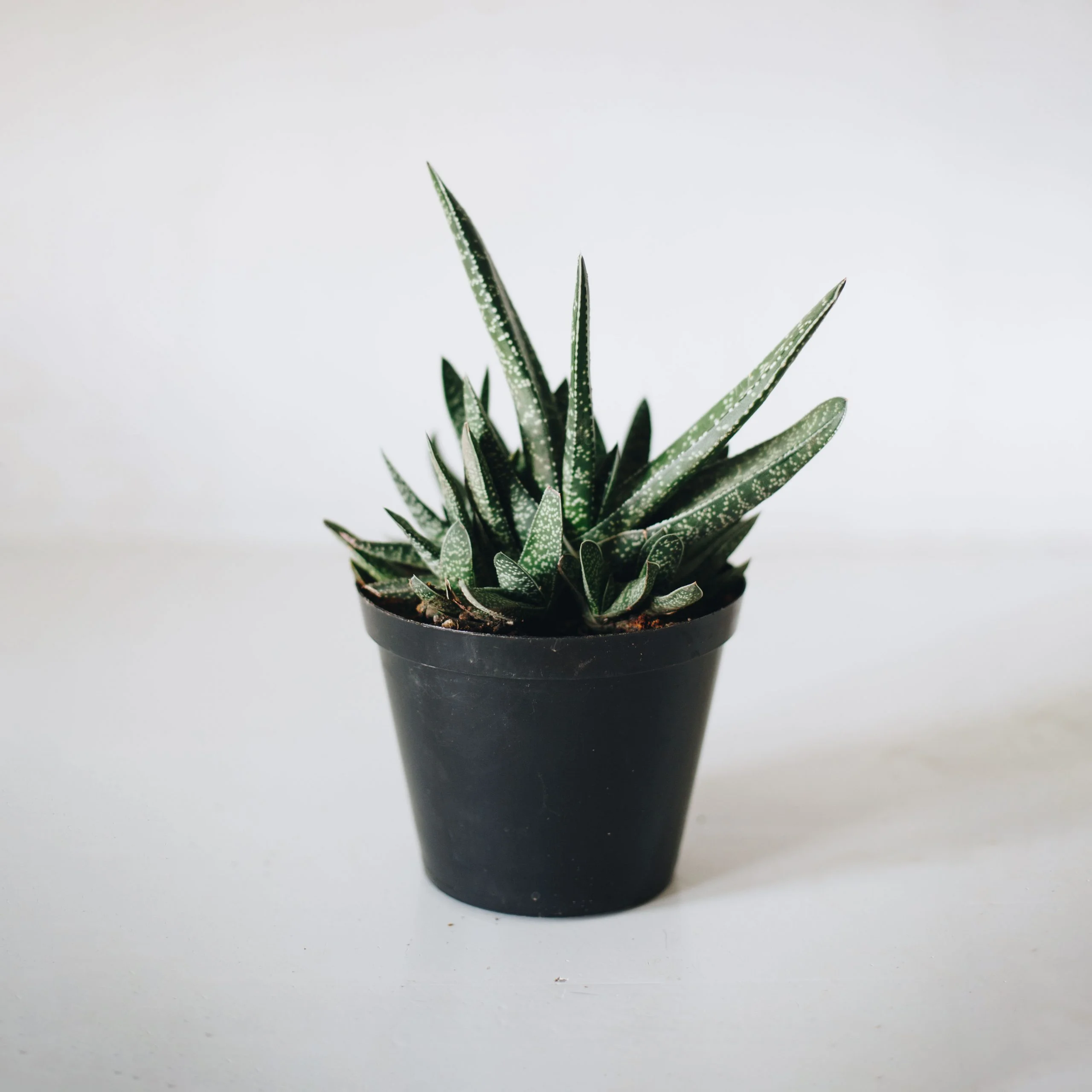 <em>Gasteria bicolor</em> - Plant