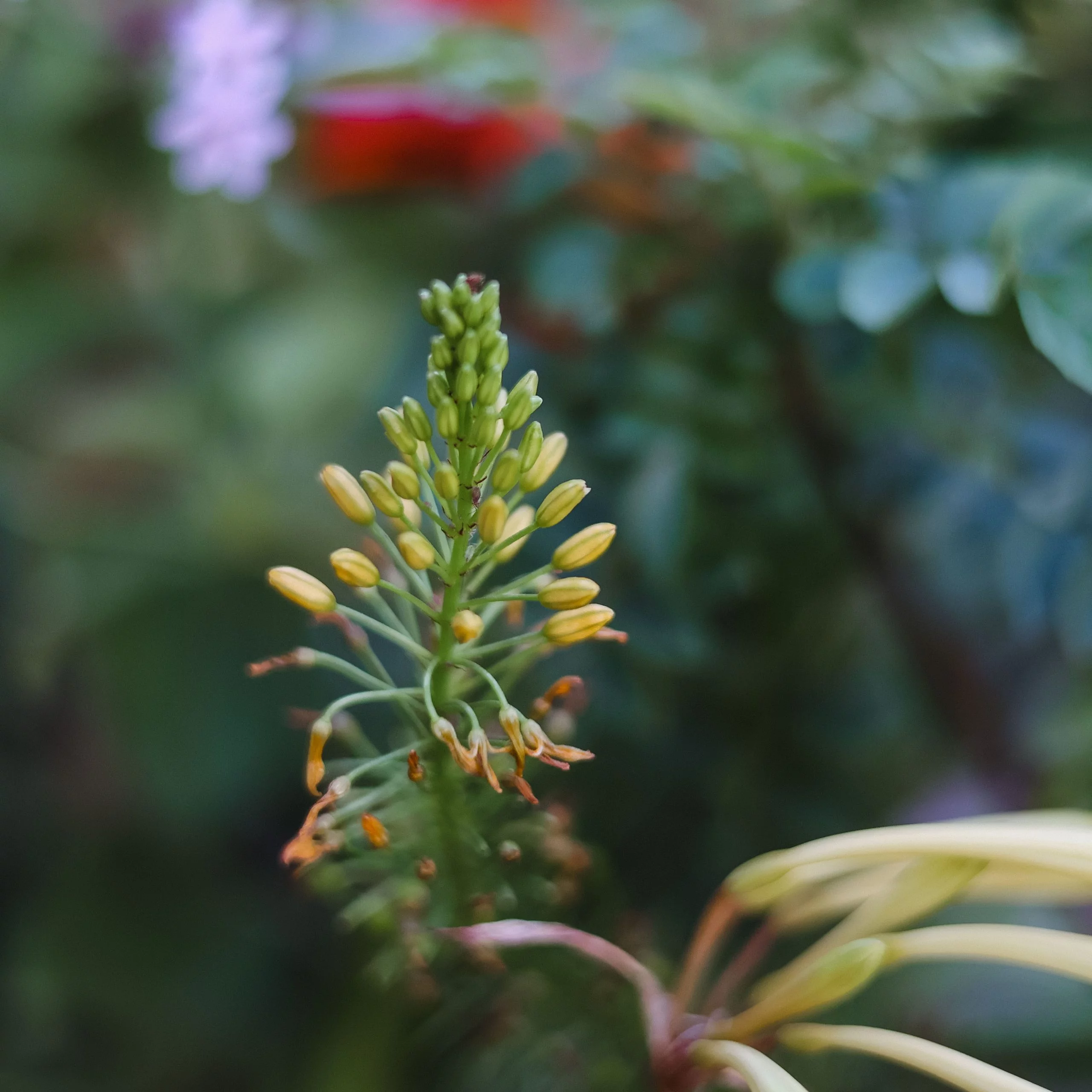 <em>Bulbine frutescens</em> - Plant - Image 4