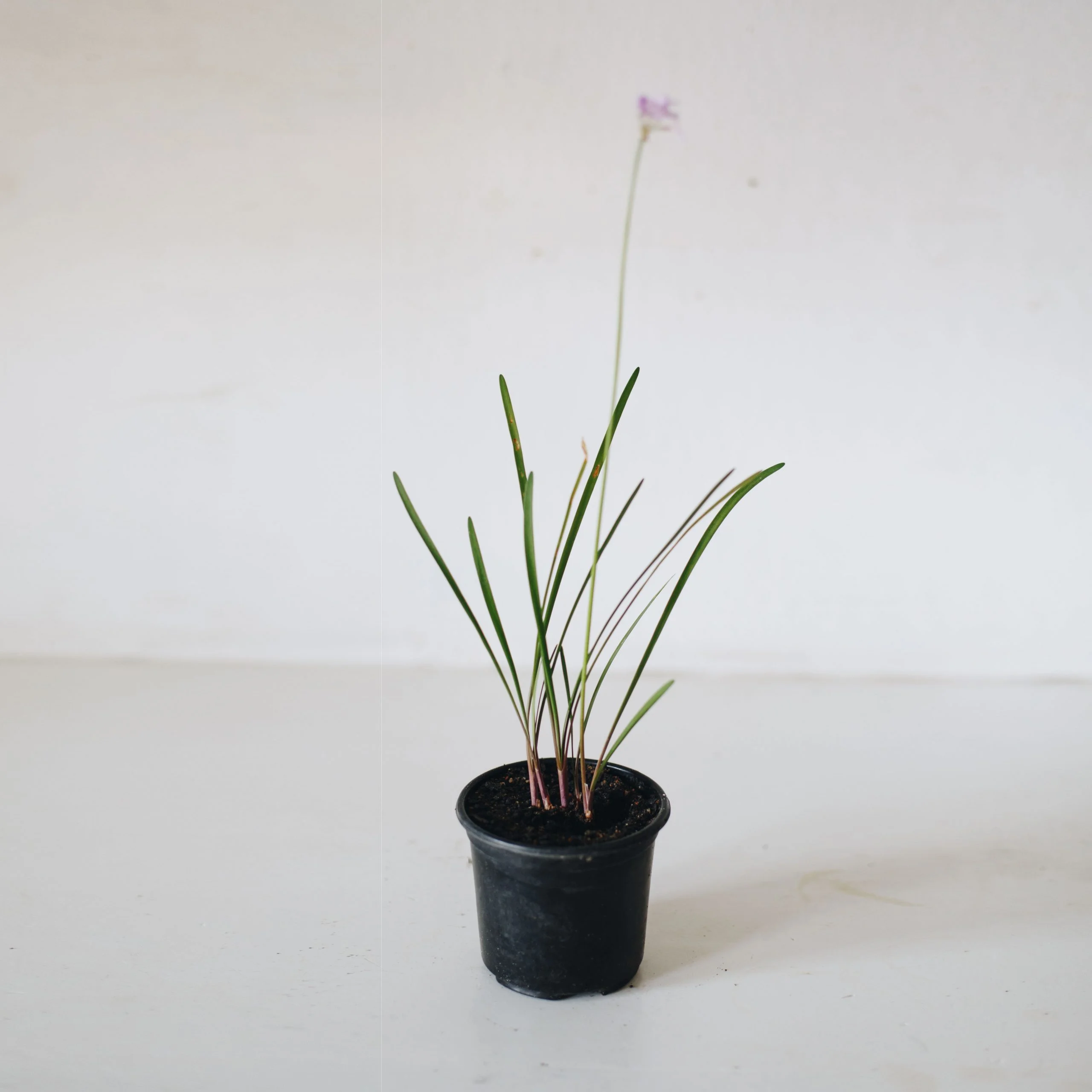 <em>Tulbaghia violacea</em> - Plant