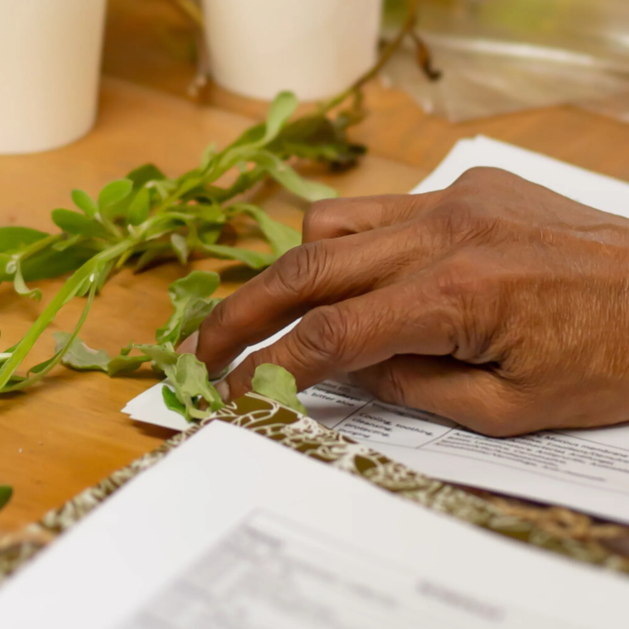INDIGENOUS HERBAL MEDICINE - 3-Day Foundation Course for Healthcare Professionals 2 INDIGENOUS HERBAL MEDICINE - 3-Day Foundation Course for Healthcare Professionals - Image 2