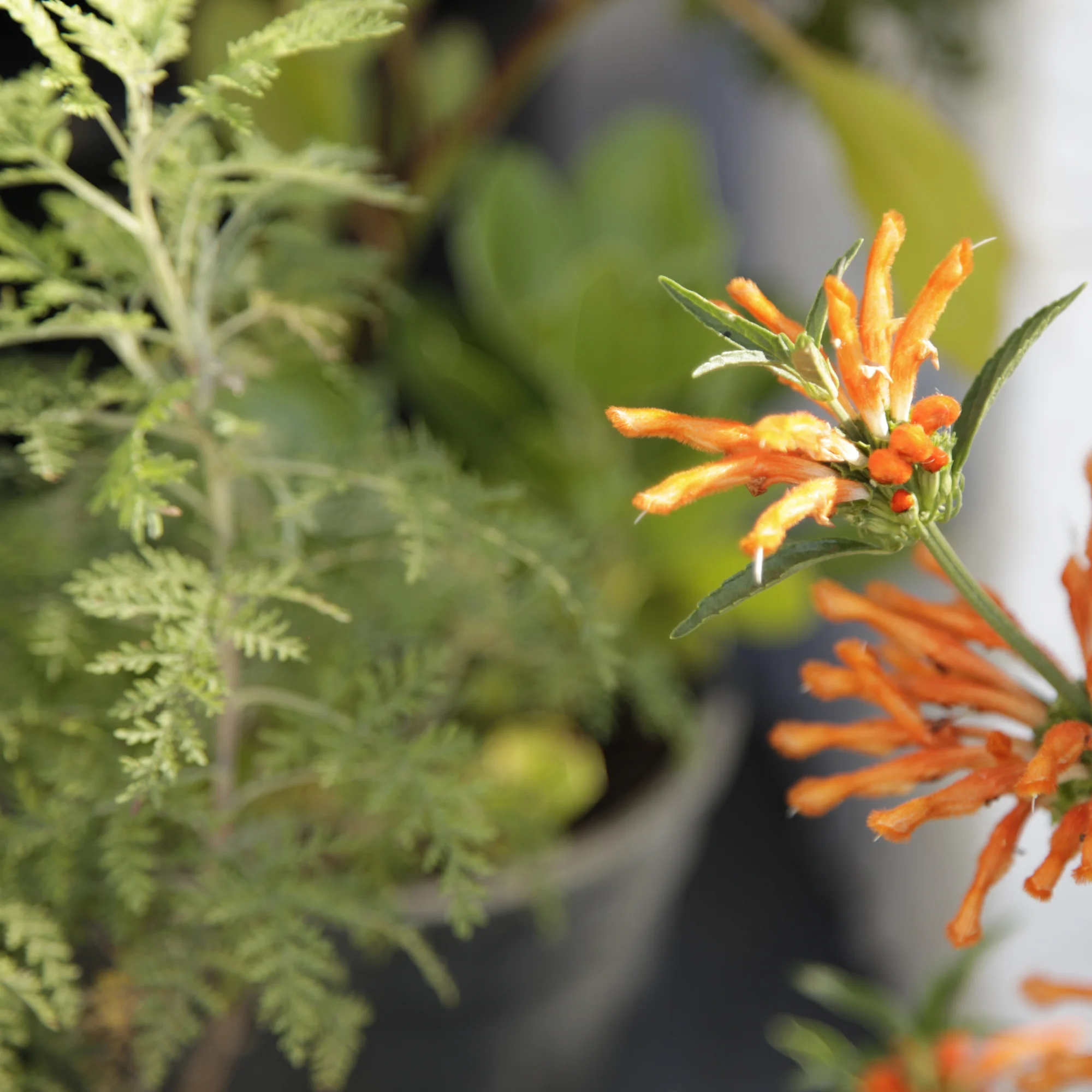 INDIGENOUS HERBAL MEDICINE - 3-Day Foundation Course for Healthcare Professionals 8 INDIGENOUS HERBAL MEDICINE - 3-Day Foundation Course for Healthcare Professionals - Image 8