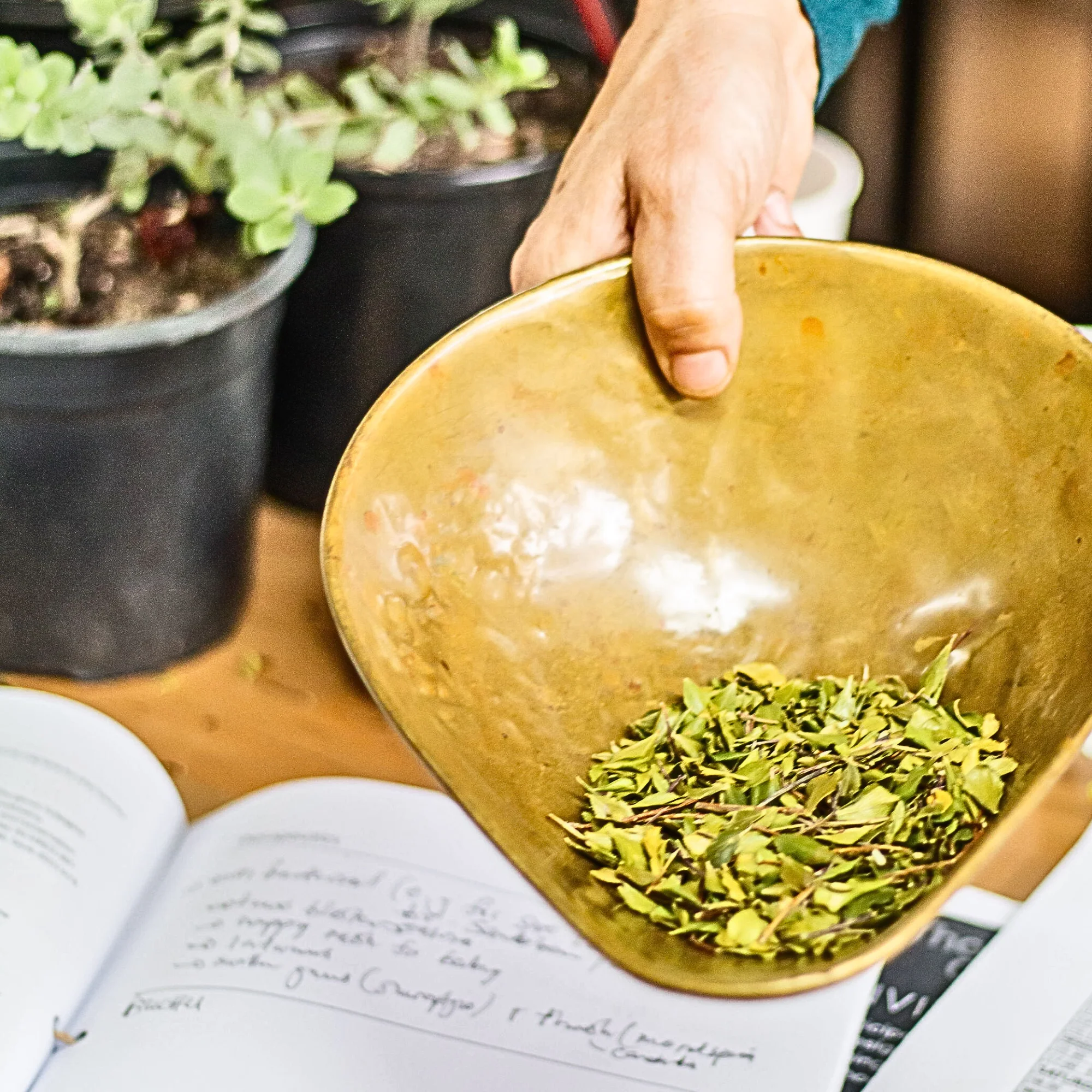 INDIGENOUS HERBAL MEDICINE - 3-Day Foundation Course for Healthcare Professionals 9 INDIGENOUS HERBAL MEDICINE - 3-Day Foundation Course for Healthcare Professionals - Image 9